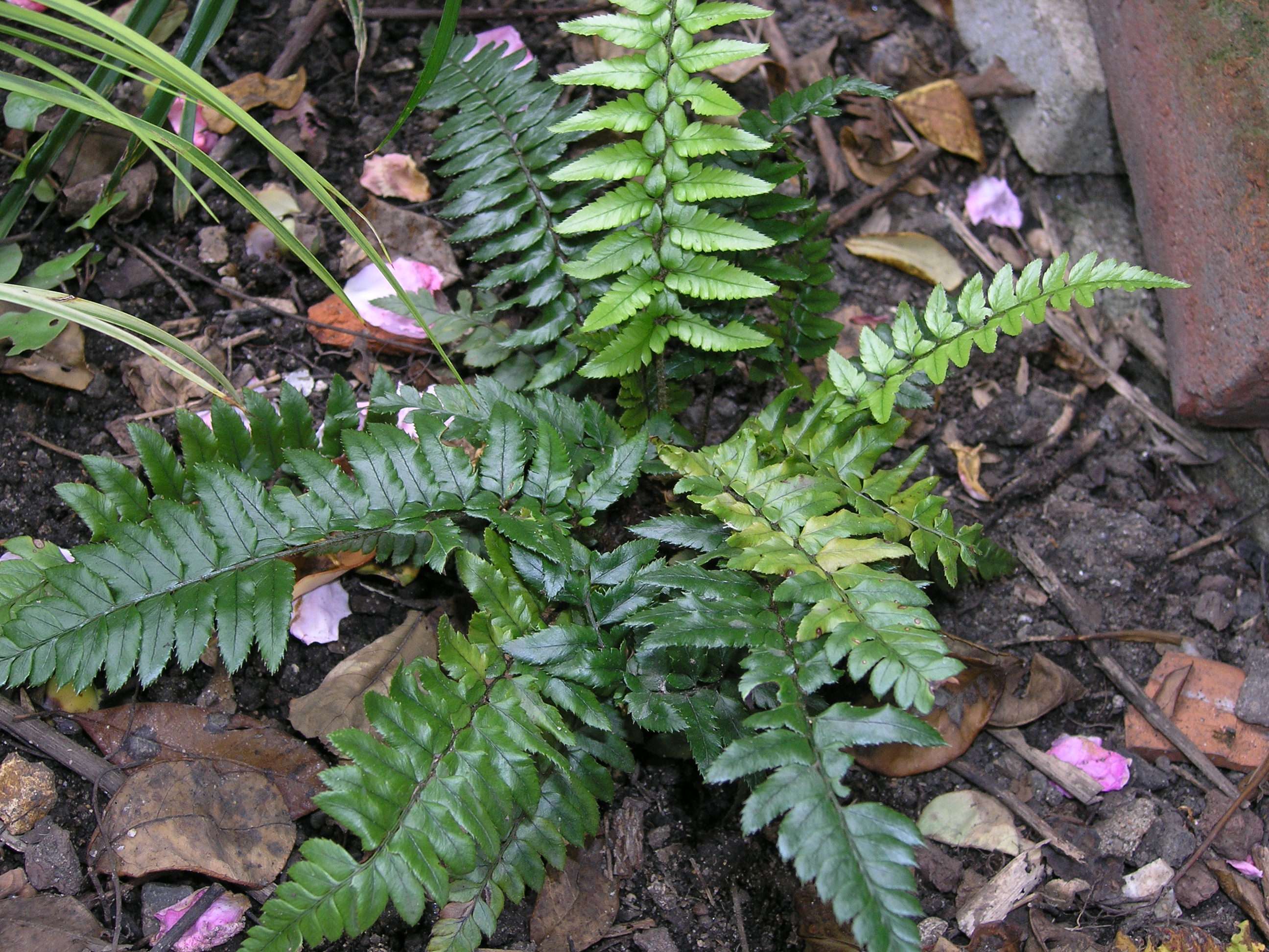 polystichum xiphophyllum